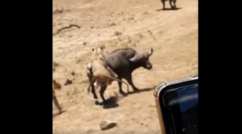 Incredible sighting of lions hunting buffalo