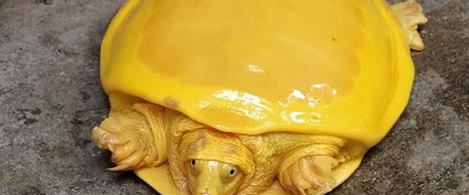 Another yellow turtle found in India