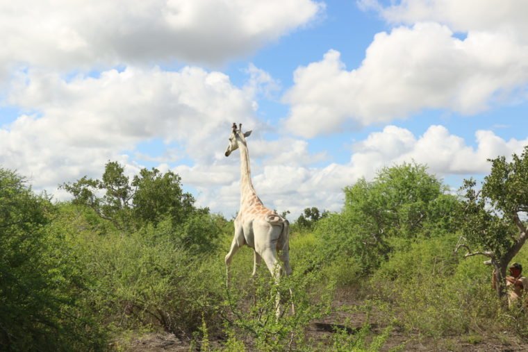 World's only leucistic giraffe fitted with GPS