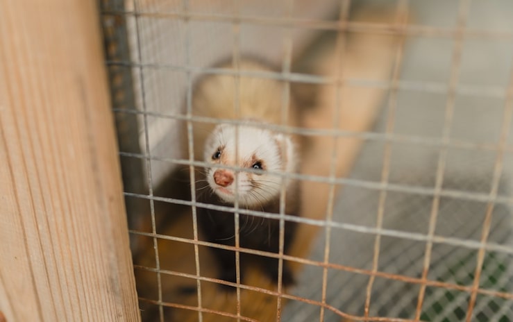 Hungary bans fur farming of mink, ferrets and more