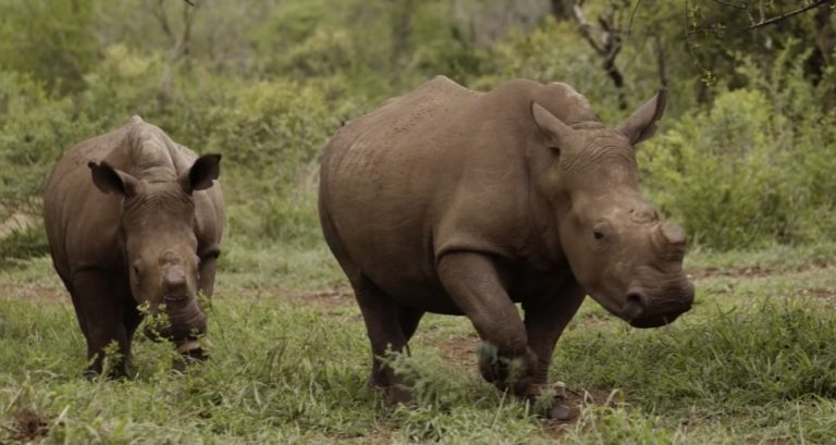 Rehabilitated rhino calves released back into the wild