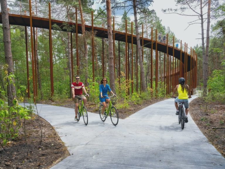Cycle through the trees in Belgium