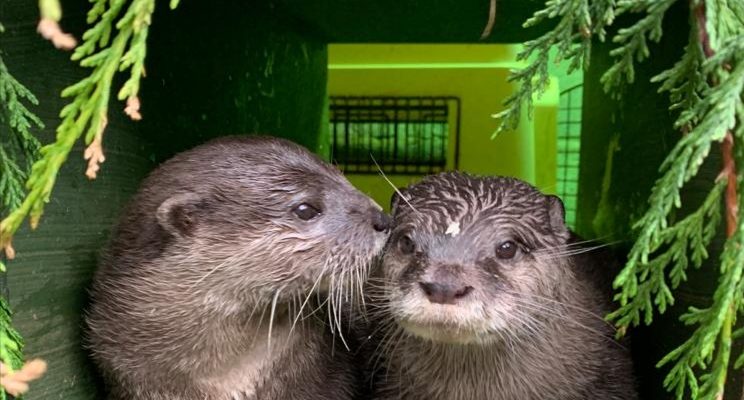 Two lonely otters find love after losing their partners