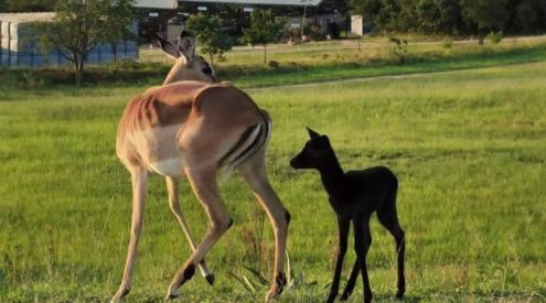 Kruger International Airport welcomes black impala to resident herd
