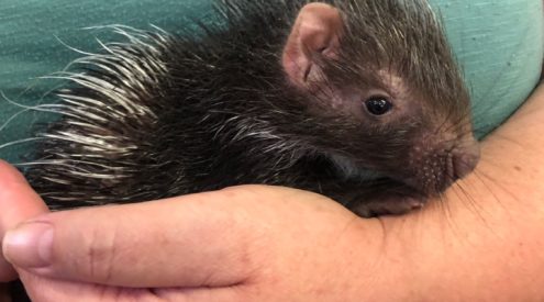 Johannesburg Wildlife Vet Hospital welcomes days-old porcupine