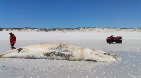 Humpback whale carcass discovered on Yzerfontein beach