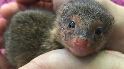 Johannesburg Wildlife Veterinary Hospital take in slender mongoose pup