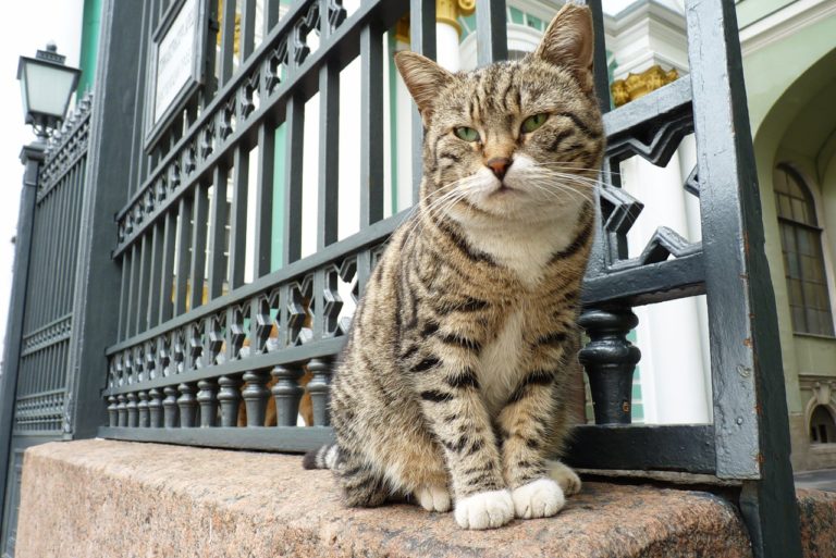 French philanthropist bequeaths money to Hermitage Museum cats