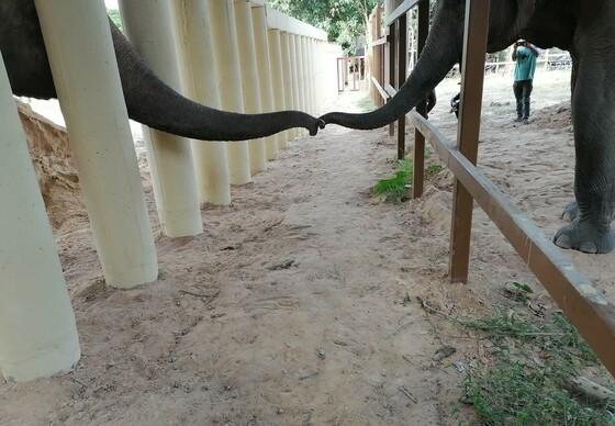 World's loneliest elephant gets a second chance at life