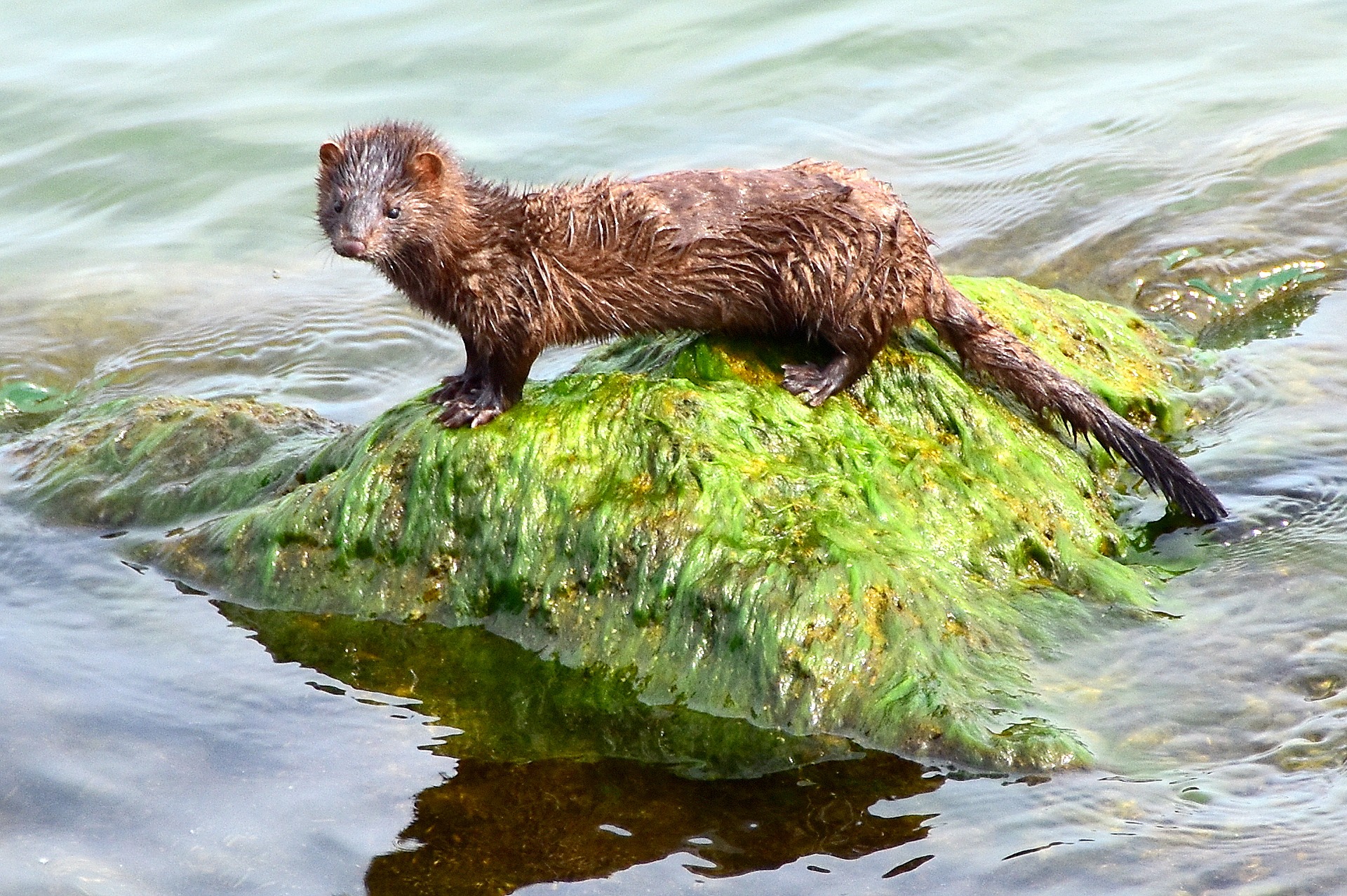 Millions of dead mink could contaminate groundwater in Denmark