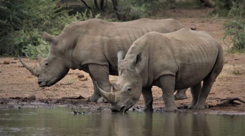 Police search for rhino poaching suspects at Limpopo game reserve