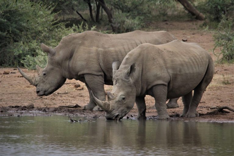 TB is detected in one in seven Kruger rhinos