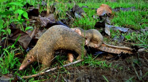 It’s not too late – yet – to save the Philippine pangolin, study finds
