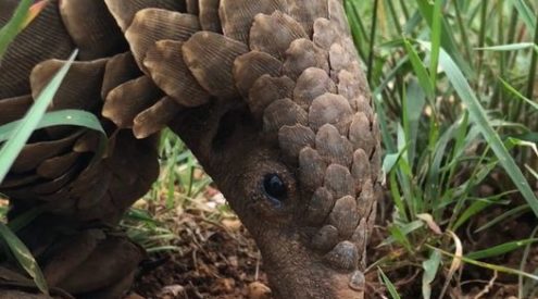 First dedicated pangolin ward in Africa to open in South Africa