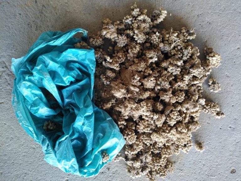 Ten arrested in possession of protected plants in Upington
