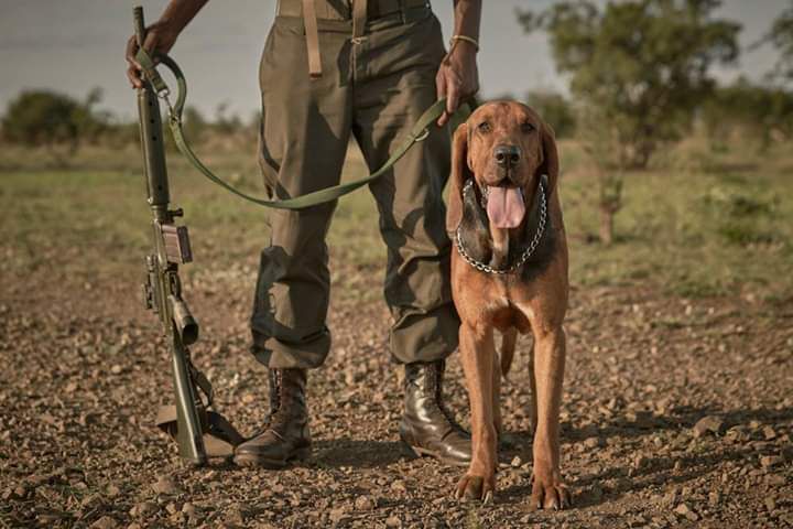 SANParks Honorary Rangers add three new K9 members to the pack