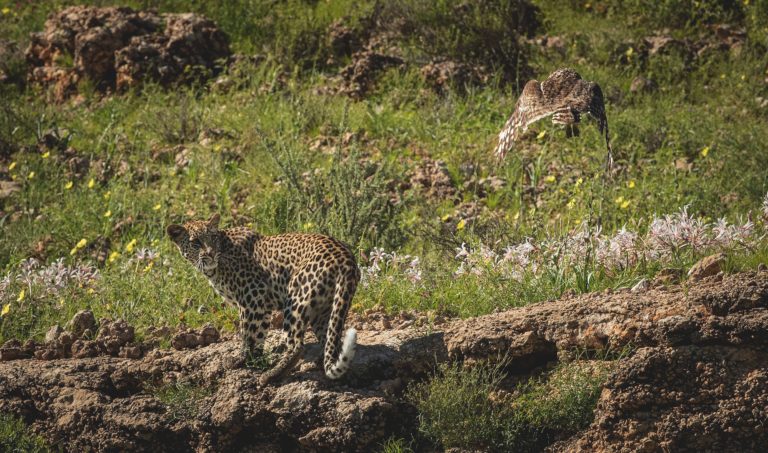 Cape Leopard Trust Citizen Science Competition
