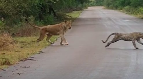 Lioness chases leopard in Kruger National Park