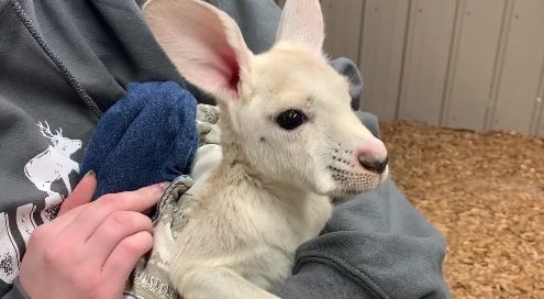 Rare white kangaroo joey born in New York zoo