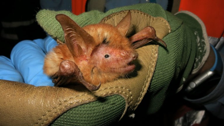 New species of bright orange bat discovered in Guinea