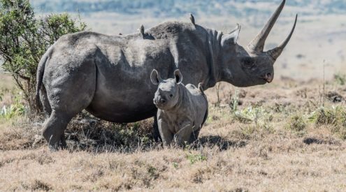 Black rhino successfully tagged