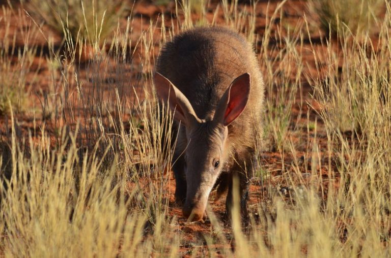 Day sightings of elusive aardvarks hint at troubled times in the Kalahari