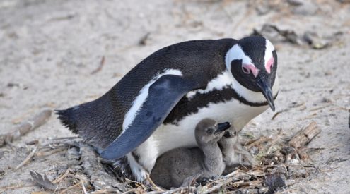 A decline in the African penguin population has major knock-on effects for the marine and terrestrial ecosystems. Shutterstock