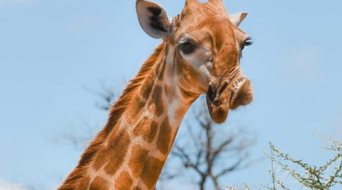 Giraffe with rare facial deformity photographed in Kruger National Park