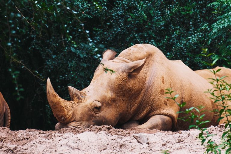 Vietnam Airlines joins fight to reduce rhino horn consumption