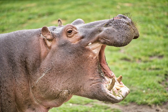 Calls for a ban on the trade of hippo parts as wildlife population declines