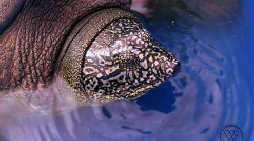 Silver lining for the planet's most endangered turtle