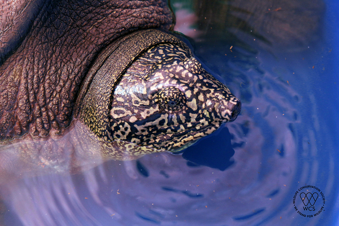 Silver lining for the planet's most endangered turtle