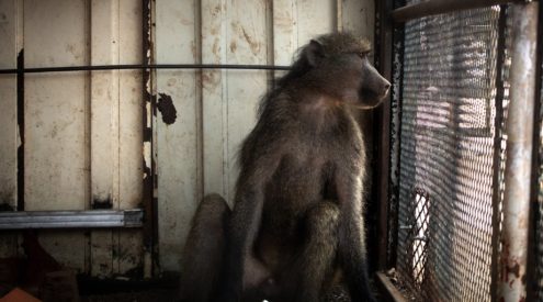 Johannesburg Wildlife Veterinary Hospital rescue chacma baboon
