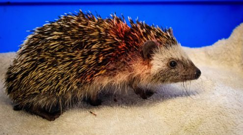 Johannesburg Wildlife Veterinary Hospital care for hedgehog