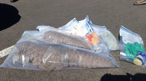 Suspects arrested in possession of pangolin skins