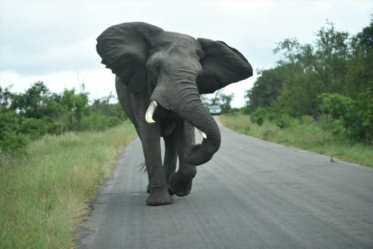 Elephant bull displays full musth behaviour in Kruger National Park