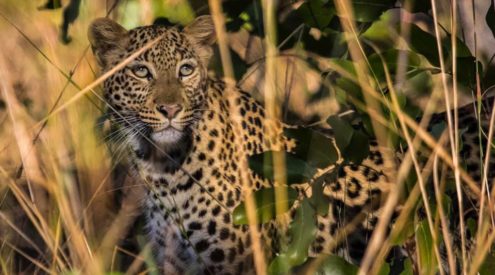 Zambia to increase protections of Kafue National Park