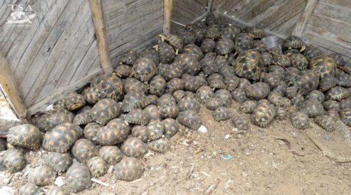 Over 800 Radiated tortoises saved in Madagascar