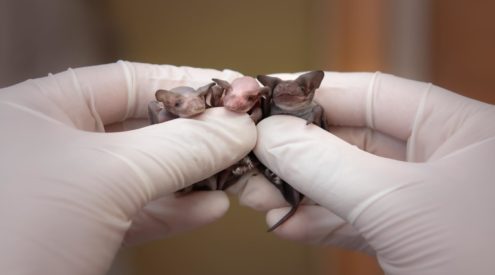 Brave bat brothers brought to Australia Zoo