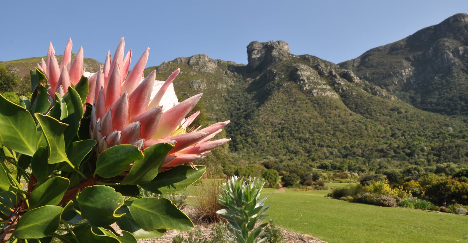 Kirstenbosch Botanical Garden announces new entry fees