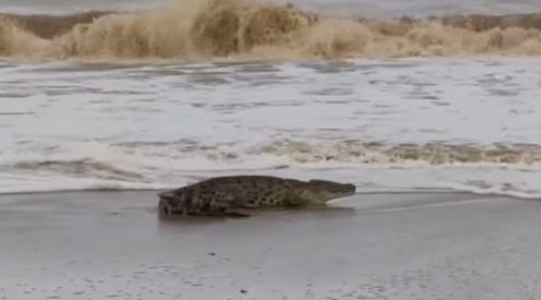 Crocodile catches waves at St Lucia beach