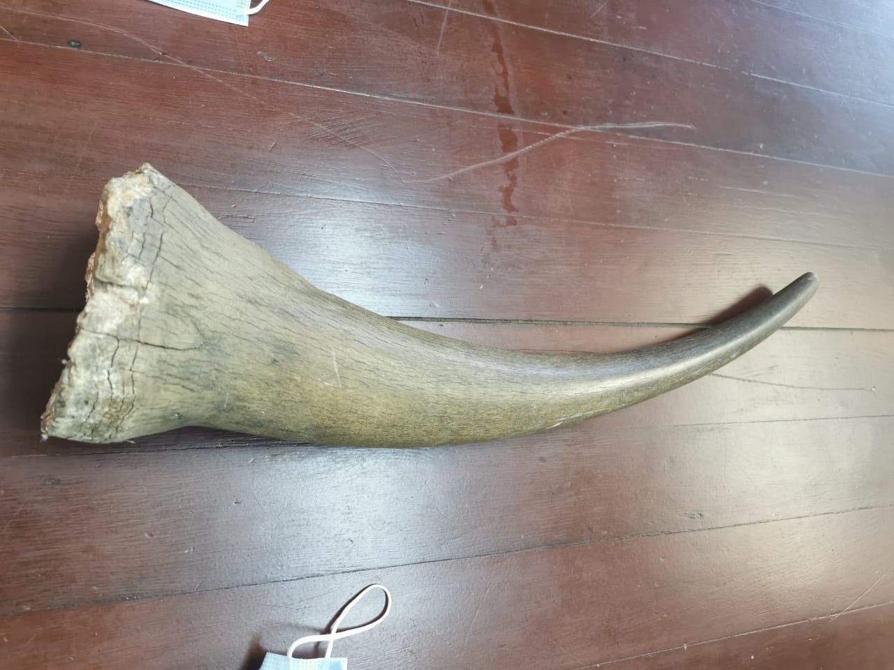 Rhino horn confiscated in Port Elizabeth