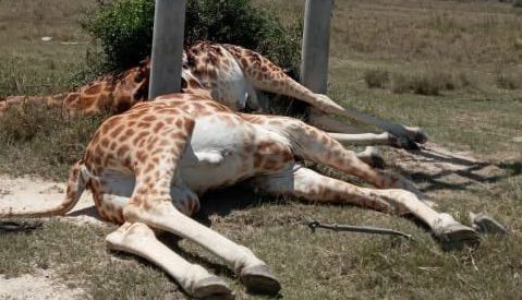 Endangered Rothschild giraffes electrocuted in Kenya