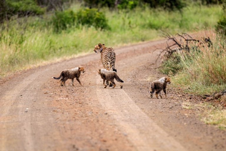 Three cheetah cubs born in Hluhluwe-iMfolozi Park
