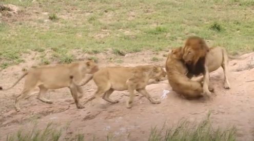 Lion fight captured at Biyamithi River