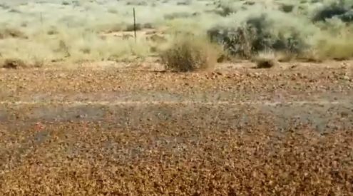 Unusually large locust swarms sighted in Northern Cape