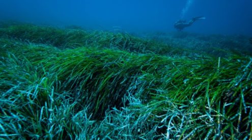 This Mediterranean seagrass filters plastic waste but it’s also under threat