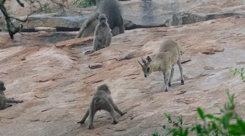 Baboon babies and klipspringers compete for space