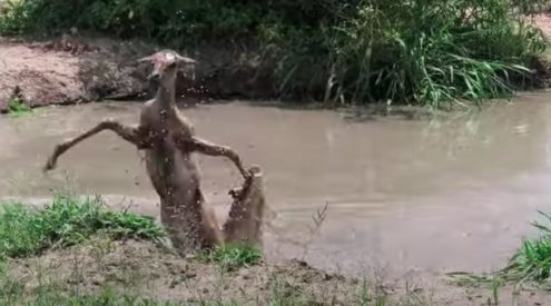 Impala escapes crocodile, snatched by leopard