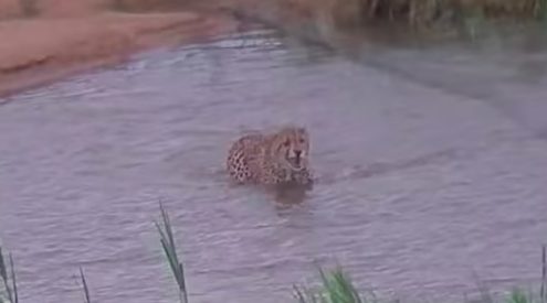 How the animals dealt with the floods in Kruger National Park